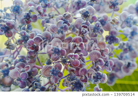 繡球花，禦福花（一種日本慶典用花） 139709514