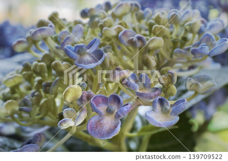 繡球花，禦福花（一種日本慶典用花） 139709522
