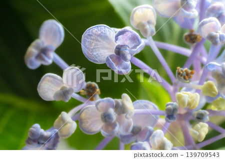 Hydrangea flowers, Otafuku (a type of Japanese celebratory flower) 139709543