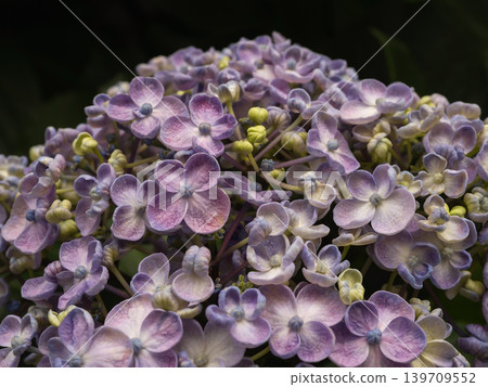 繡球花,禦福花(一種日本慶典用花) 繡球花,禦福花(一種日本慶典用花) 139709552
