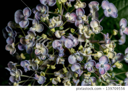 繡球花,禦福花(一種日本慶典用花) 繡球花,禦福花(一種日本慶典用花) 139709556