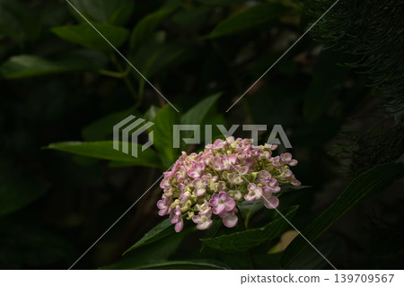 繡球花,禦福花(一種日本慶典用花) 繡球花,禦福花(一種日本慶典用花) 139709567