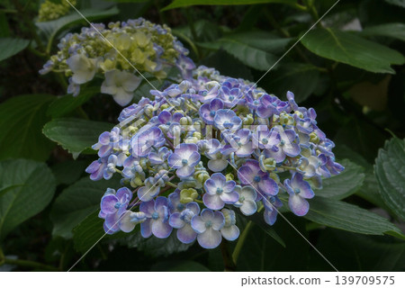 繡球花，禦福花（一種日本慶典用花） 139709575