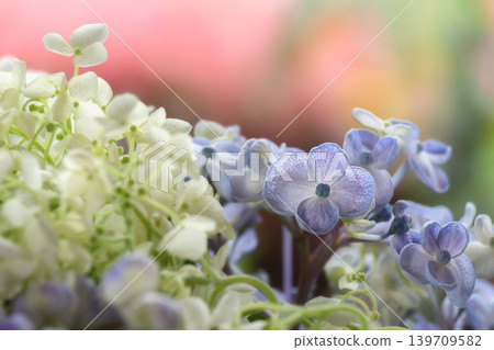 Hydrangea flowers, Otafuku (a type of Japanese celebratory flower) Hydrangea flowers, Otafuku (a type of Japanese celebratory flower) 139709582