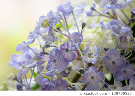 Hydrangea flowers, Otafuku (a type of Japanese celebratory flower) Hydrangea flowers, Otafuku (a type of Japanese celebratory flower) 139709583