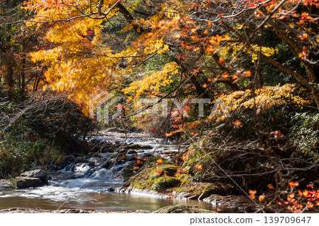 [Japan's Top 100 Waterfalls] Ryuzu Yaetaki Falls: Autumn Leaves and Streams (Part 5) - Unnan City, Shimane Prefecture 139709647