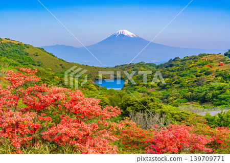 (Shizuoka Prefecture) Mt. Fuji seen from the azalea blooming Hakone Gendake (Shizuoka Prefecture) Mt. Fuji seen from the azalea blooming Hakone Gendake 139709771