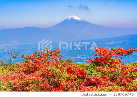 (Shizuoka Prefecture) Mt. Fuji seen from the azalea blooming Hakone Gendake (Shizuoka Prefecture) Mt. Fuji seen from the azalea blooming Hakone Gendake 139709776