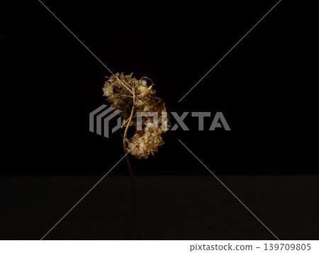 Withered hydrangea flower 139709805