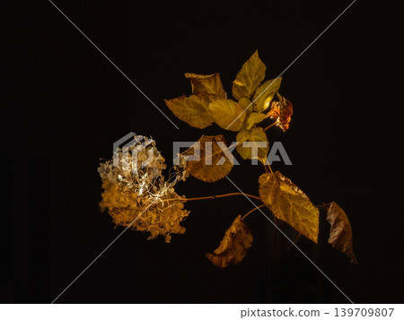 Withered hydrangea flower Withered hydrangea flower 139709807