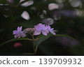 Hydrangea / Mountain Hydrangea 139709932