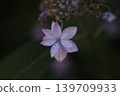 Hydrangea / Mountain Hydrangea 139709933