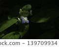 Hydrangea / Mountain Hydrangea 139709934