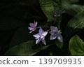 Hydrangea / Mountain Hydrangea 139709935