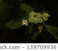 Hydrangea / Mountain Hydrangea 139709936