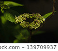 Hydrangea / Mountain Hydrangea 139709937