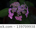 Hydrangea / Mountain Hydrangea 139709938