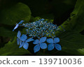 Hydrangea 'Kurohime' 139710036