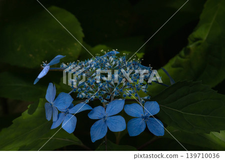 繡球花“黑姬” 繡球花“黑姬” 139710036