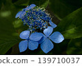 Hydrangea 'Kurohime' 139710037