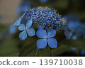 Hydrangea 'Kurohime' 139710038