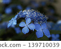 Hydrangea 'Kurohime' 139710039