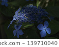 Hydrangea 'Kurohime' 139710040