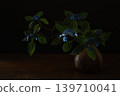 Hydrangea 'Kurohime' 139710041
