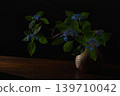 Hydrangea 'Kurohime' 139710042