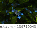 Hydrangea 'Kurohime' 139710043