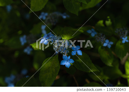 Hydrangea 'Kurohime' Hydrangea 'Kurohime' 139710043