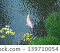 黃花和鯉魚 139710054