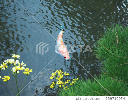 黃花和鯉魚 139710054