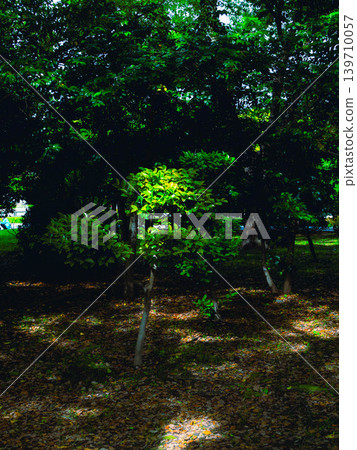 森林中的一座公園，陽光透過樹木灑下斑駁的光影。 139710057
