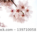 櫻花特寫鏡頭 139710058