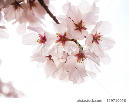 櫻花特寫鏡頭 139710058
