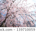 盛開的櫻花盛開在藍藍的天空中 139710059