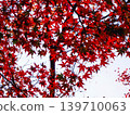 鮮紅的秋葉 139710063