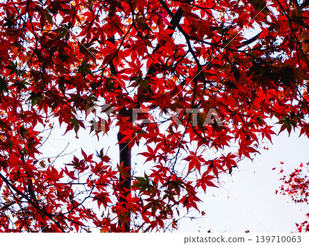 鮮紅的秋葉 139710063