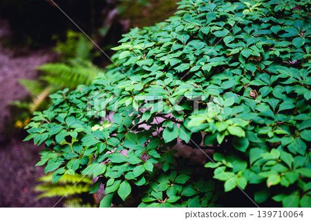 一個小植物 139710064