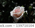 Rose of pink 139710104