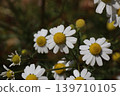  White flower 139710105