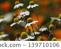 White flowers blooming in spring flowerbed 139710106