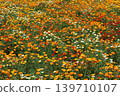 Poppies in full bloom across the field 139710107