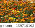 Colorful flowers 139710108
