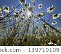 White flowers blooming in the blue sky 139710109