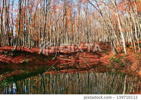 Autumnal leaves beautiful forest Autumnal leaves beautiful forest 139710112