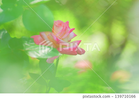 rose rose 139710166