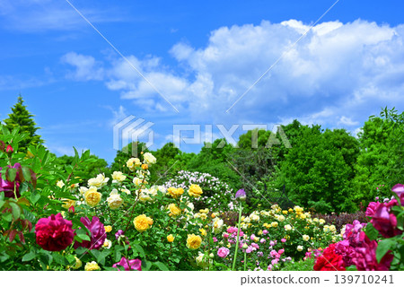 Rose shining in the blue sky Rose shining in the blue sky 139710241