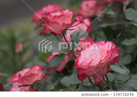Red and white roses that bloomed in May Red and white roses that bloomed in May 139710248
